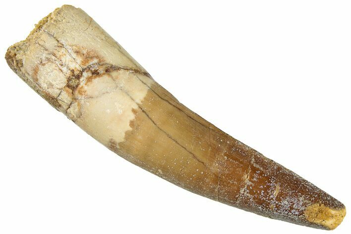 Fossil Spinosaurus Tooth - Real Dinosaur Tooth #296572